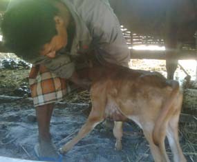 Lagi, Sapi Aneh Tanpa Kelamin dan Anus Lahir di Sumenep