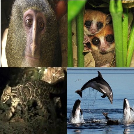 10 Mamalia yang Ditemukan 10 Tahun Terakhir