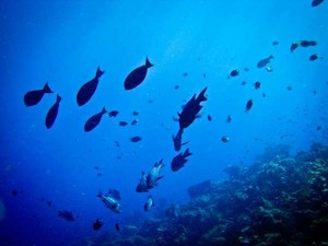 Pulau Kadidiri, Surga Bawah Laut di Sulawesi