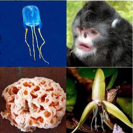 Aih! Lucunya 10 Spesies Flora & Fauna Unik yang Baru Ini