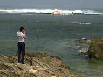 Paus 7 Ton Terdampar di Pulau Cipangukus, Garut