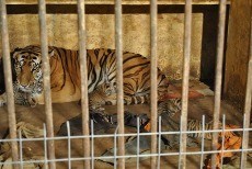 Harimau Manis Lahirkan 4 Bayi di Kebun Binatang Semarang