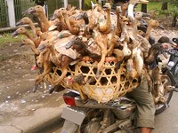 Motor pengangkut bebek. Wah awas bebeknya pada terbang. (Foto: Shabrina Fitrianingrum).