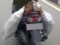 Kambing terlihat pasrah diangkut tuannya di belakang motor. Nyaman ya? (foto Ahmad Faisal Rijani Kesra)