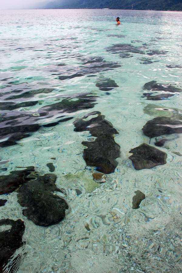 Hai Turis! Ambon Sudah Manise Kembali