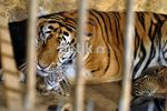 Wow! Si Manis Lahirkan 4 Bayi Harimau