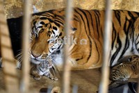 Dengan lahirnya empat harimau Benggala tersebut, koleksi harimau Kebun Binatang Mangkang menjadi sembilan ekor.