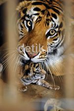 Wow! Si Manis Lahirkan 4 Bayi Harimau