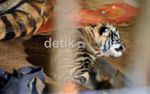Wow! Si Manis Lahirkan 4 Bayi Harimau