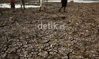 Hujan yang hampir tiga bulan tidak turun membuat air Setu Babakan surut bahkan sebagian setu sudah mengering. Ramses/detikcom.