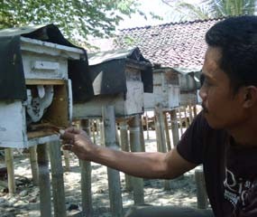 Peternak Lebah Raup Untung Saat Kemarau