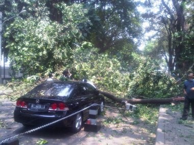 Batang Beringin Dibersihkan, Lalin di Taman Suropati Kembali Lancar