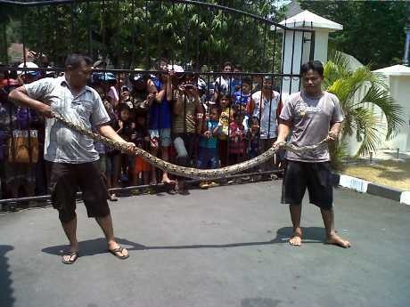 Ular Phyton 3 Meter Diselamatkan Polisi Semarang