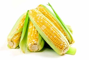 Di Masa Depan, Obat Bisa Dipetik Dari Tanaman Jagung