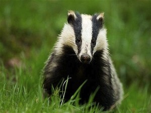 Di Inggris, Badger Dianjurkan Untuk Bisa Dikonsumsi