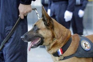 Bea Cukai Rogoh Rp 7,5 Miliar Buat Beli Anjing Pelacak