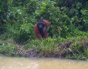 Samboja, Satu Lagi Rumah Bagi Orangutan Kalimantan
