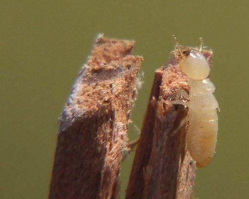 Romantis 10 Binatang Ini Paling Setia Pada Pasangannya Halaman 8