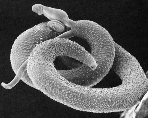 Romantis 10 Binatang Ini Paling Setia Pada Pasangannya Halaman 11