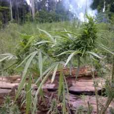 Ini Strategi BNN Tumpas Ladang Ganja di Aceh
