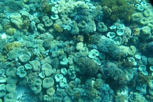 Amboi! Cantiknya Surga Bawah Laut Pink Beach
