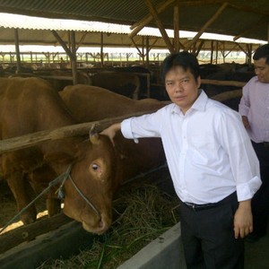 Dibuka 5.000 Lowongan untuk Urus Peternakan Sapi RNI