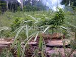 83 Hektar Ladang Ganja di Aceh Diungkap