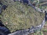 83 Hektar Ladang Ganja di Aceh Diungkap