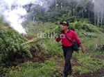 83 Hektar Ladang Ganja di Aceh Diungkap