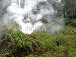 83 Hektar Ladang Ganja di Aceh Diungkap