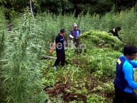 Pemberantasan ladang ganja dianggap lebih murah dan efisien ketimbang melakukan peyelidikan ganja yang sudah kadung beredar di masyarakat.