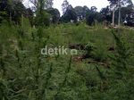 83 Hektar Ladang Ganja di Aceh Diungkap