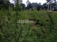 Ganja yang rata-rata setinggi 2-3 meter itu selanjutnya dimusnahkan dengan cara dibakar secara langsung di ladang tersebut.
