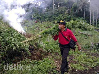 83 Hektar Ladang Ganja di Aceh Diungkap