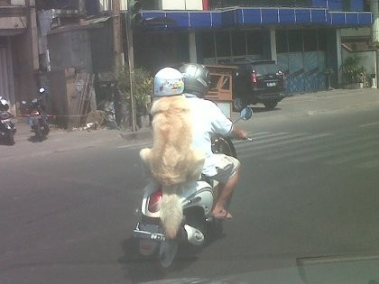 Anjing Saja Bisa Pakai Helm