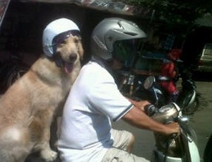 Anjing Saja Bisa Pakai Helm