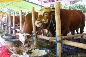 Tradisi Unik Jual Beli Sapi Nggak Pakai Ngomong