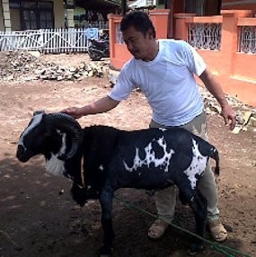 Domba Lafaz Allah Sempat Ditawar dengan Mobil Honda Jazz