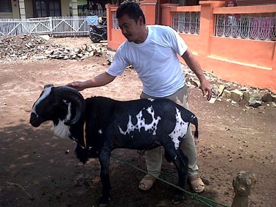 Kulit Domba di Bandung Membentuk Lafaz Allah