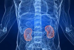 Nutrisi si Tukang Bersih-bersih Ginjal