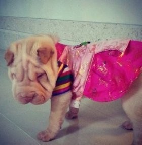 Rayakan Chuseok, G-Dragon Pakaikan Baju Tradisional Korea pada Jolie