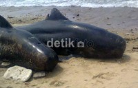 44 ekor paus yang terdampar di pantai, seluruhnya dipastikan mati.