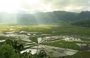 Cuma di Flores! Crop Circle Ala Indonesia