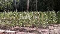 Pembibitan terong ungu dan kacang.