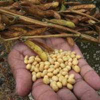 Harga Kedelai Sudah Turun, Perajin Tempe-Tahu Masih Was-was