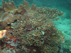 Keren! 70 Persen Karang di Dunia Ada di Raja Ampat