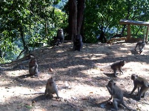 Ada Kerajaan Monyet di Lombok