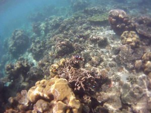 Inilah 2 Surga Penyelaman di Sulawesi Selatan