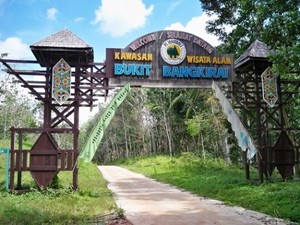 Jelajah Hutan dari Jembatan Gantung Setinggi 30 M, Berani?