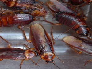 Pria ini Tewas Setelah Menang Kompetisi Makan Kecoak